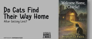 Lost cat finding its way back home using instinct and familiar surroundings