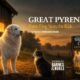 Great Pyrenees farm dog